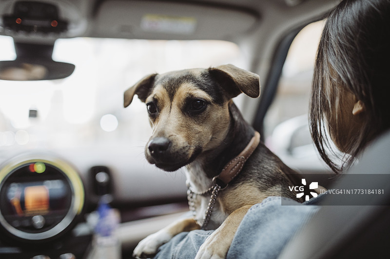 女人和宠物狗坐在车里图片素材
