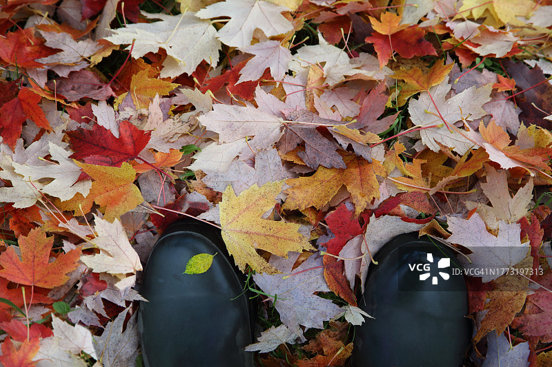 秋叶地毯上的园丁威灵顿靴图片素材