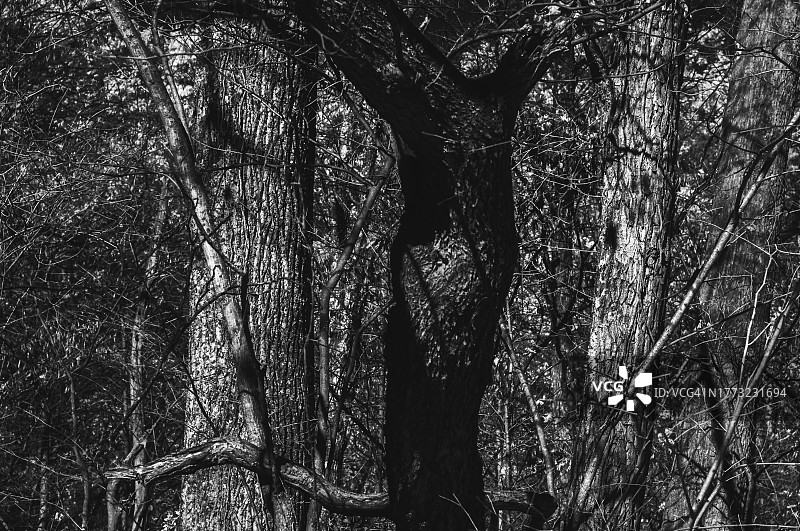 印第安纳州摩根·门罗州立森林的秋树红外图像图片素材