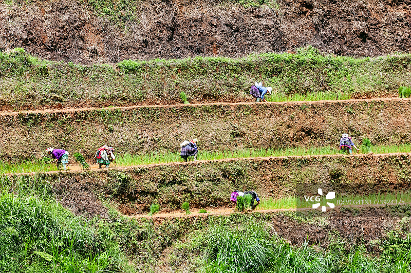 越南木江界梯田图片素材