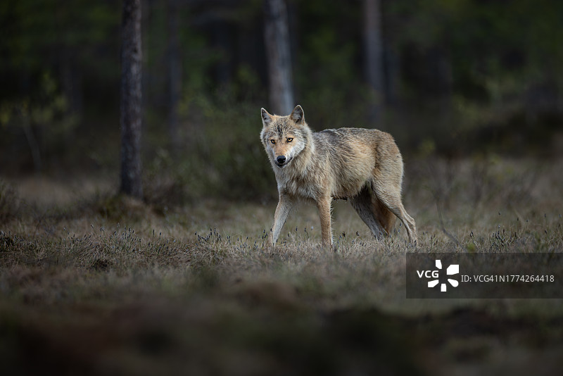 芬兰北部沼泽中的狼摄影图片素材