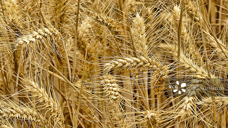 成熟的谷物穗图片素材
