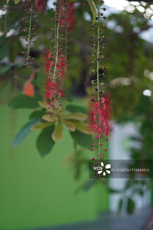 红花棋盘脚图片素材