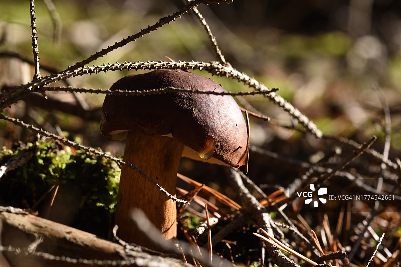 食用蘑菇图片素材