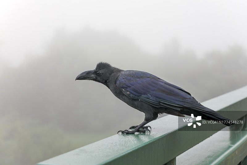 乌鸦图片素材