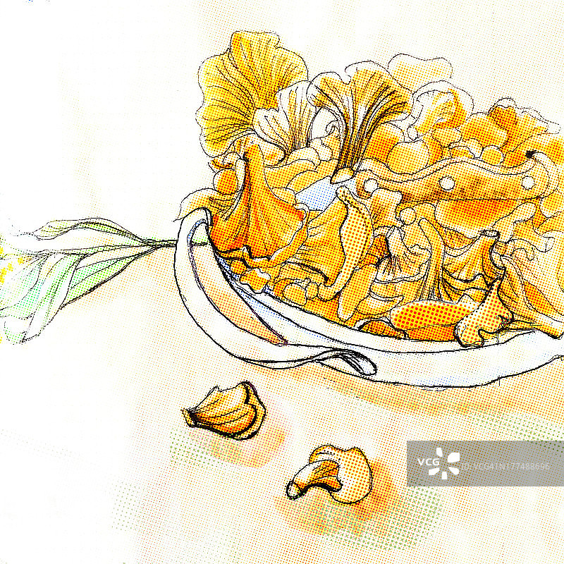 森林蘑菇鸡油菌图片素材