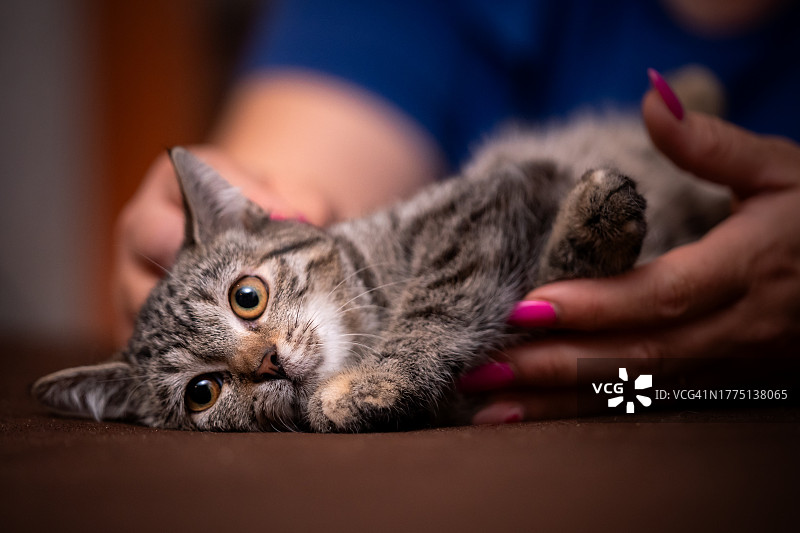 猫咪爱抚图片素材