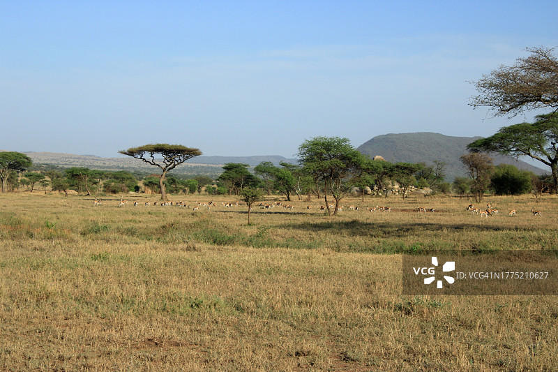 塞伦盖蒂平原的风景图片素材