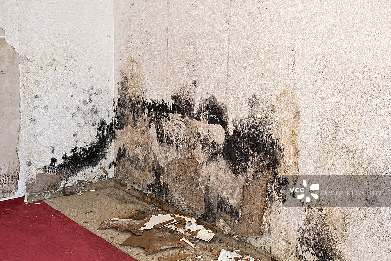 水渍霉菌图片素材