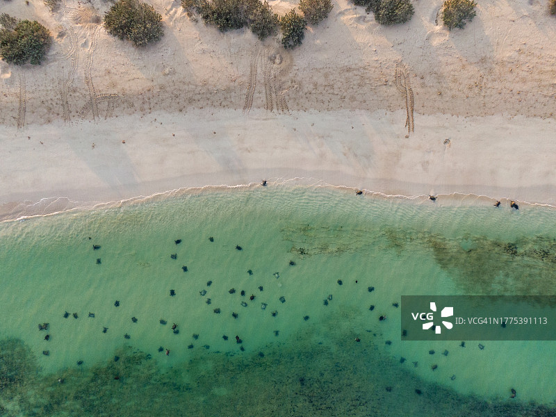 聚集的绿海龟图片素材