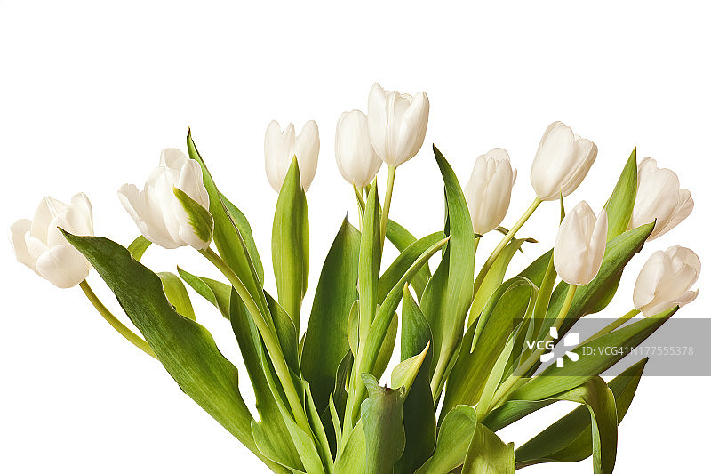 白色春季郁金香图片素材