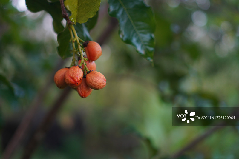 花生酱果树图片素材