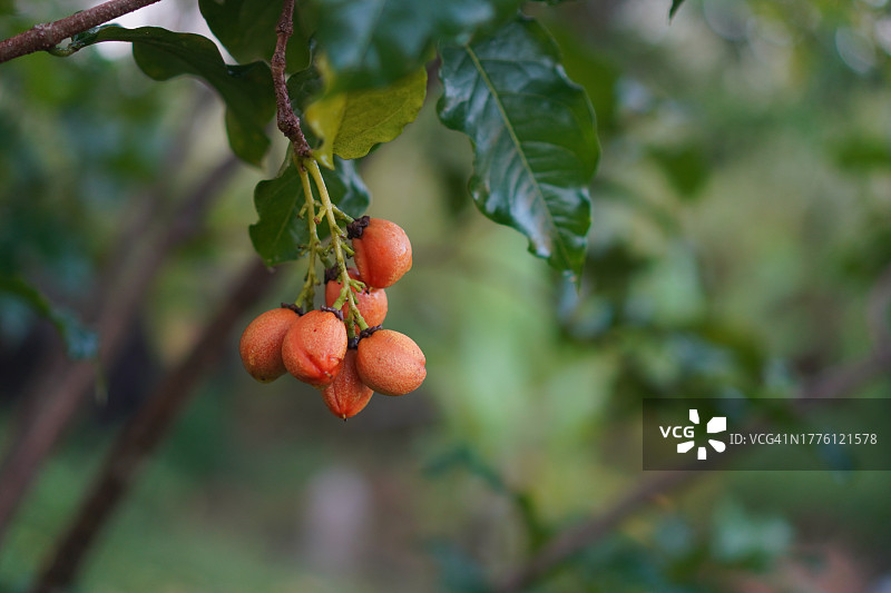花生酱果树图片素材