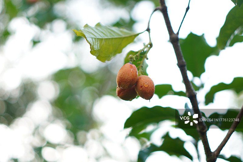 花生酱果树图片素材