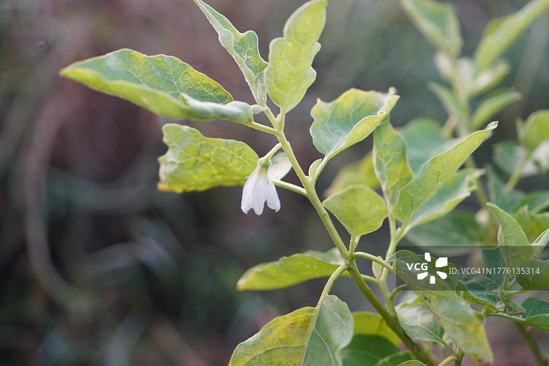 Solanum torvum，豌豆茄图片素材