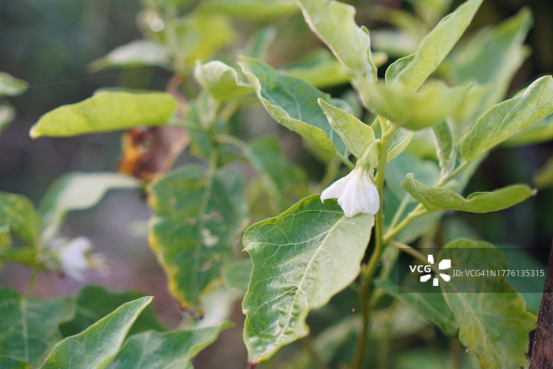 Solanum torvum，豌豆茄图片素材