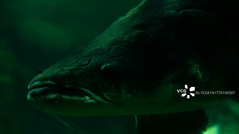 巨骨舌鱼头部特写图片素材