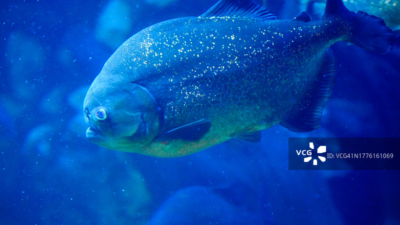 鱼缸里游动的食人鱼图片素材