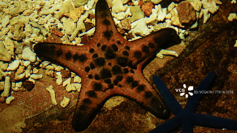 珊瑚上的大型黑色点状海星图片素材