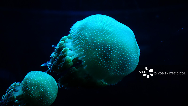黑色背景水中发光的蓝色绿松石斑点大水母图片素材