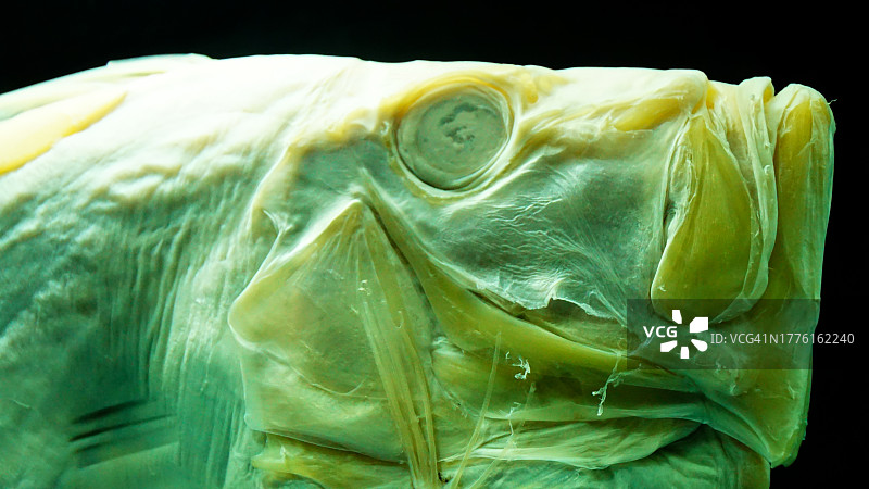 黑背景上的大头深水鱼标本图片素材