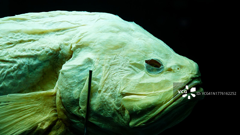 黑色背景上的腔棘鱼头骨图片素材