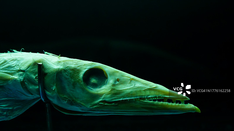 黑背景上的金梭鱼鱼头干制标本图片素材