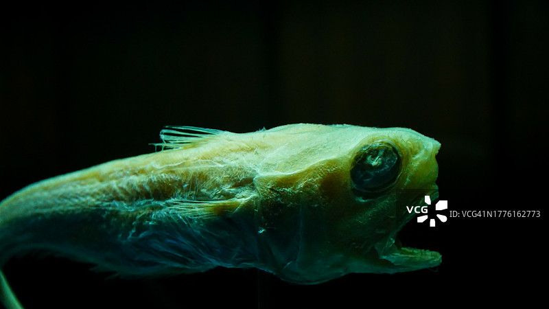 白色背景上奇异的小幽灵鱼干标本图片素材