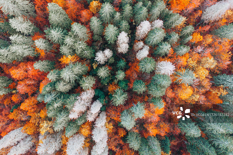 森林自然图案秋季背景图片素材