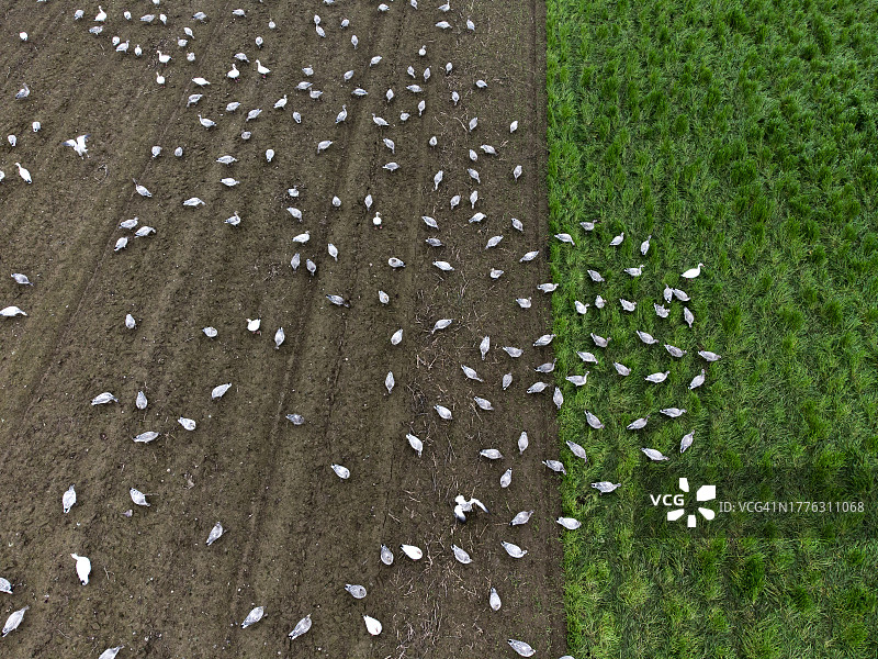 航拍：雪雁迁徙降落加拿大农场图片素材