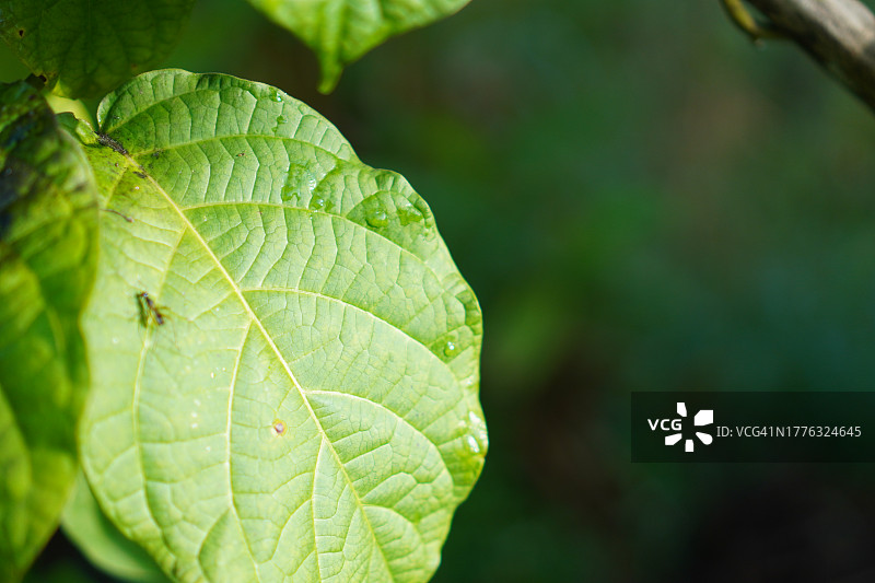 绿色木纤维上的昆虫图片素材