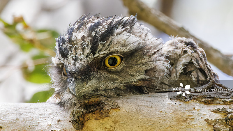 栖息在树枝上的小茶色蟆口鸱图片素材
