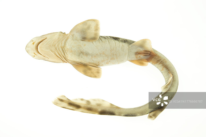 云猫鲨图片素材