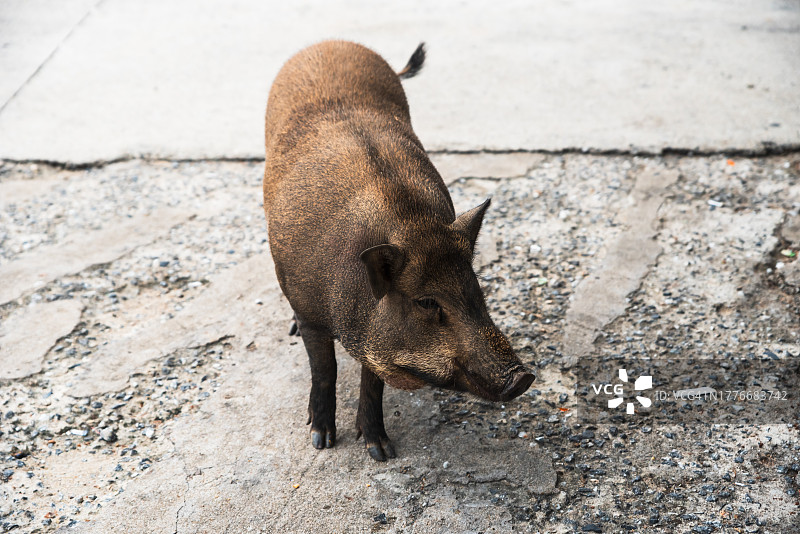 岘港市的越南猪图片素材
