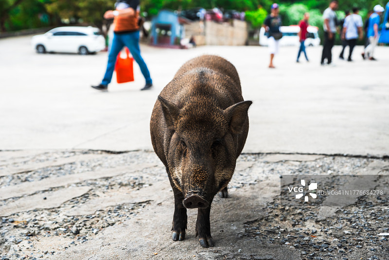 岘港市的越南猪图片素材