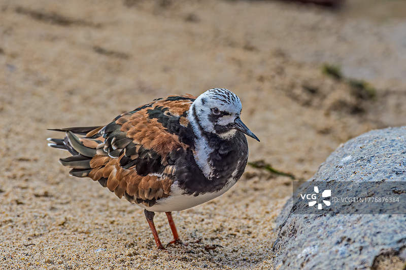 翻石鹬，一种小型涉水鸟。加利福尼亚州蒙特雷湾图片素材