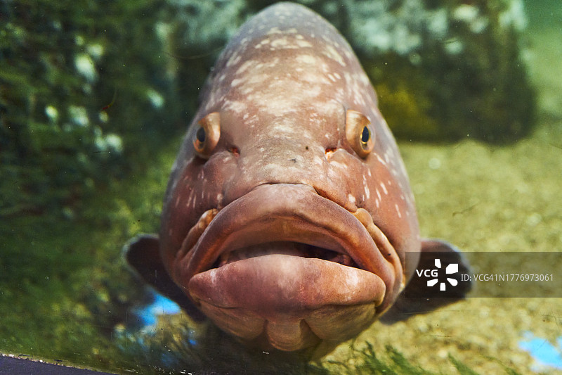 水族箱中游动的大鱼头部正面特写图片素材