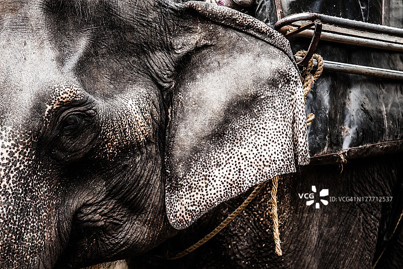 大象特写图片素材