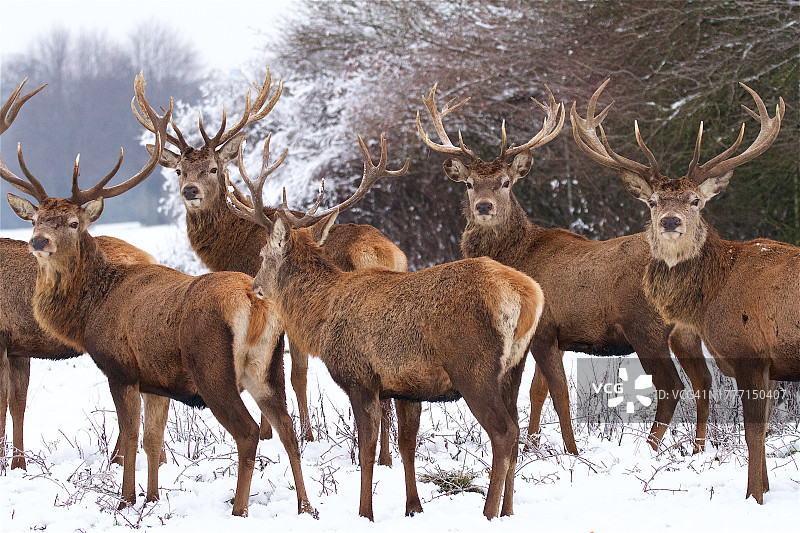 冬季畜群图片素材