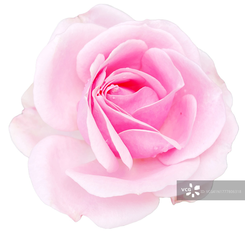 白色背景上的粉色玫瑰花图片素材