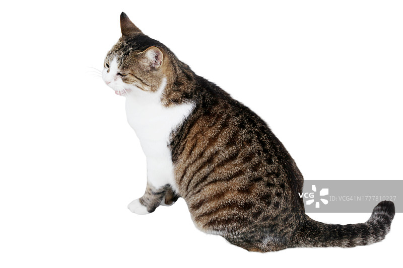白色背景上的条纹猫图片素材