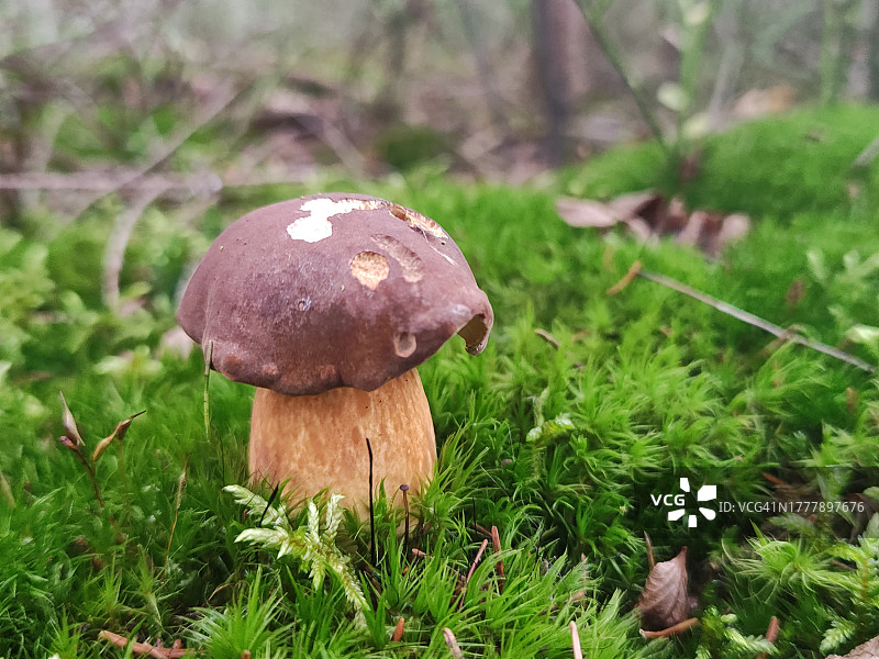 可食用的美味牛肝菌图片素材