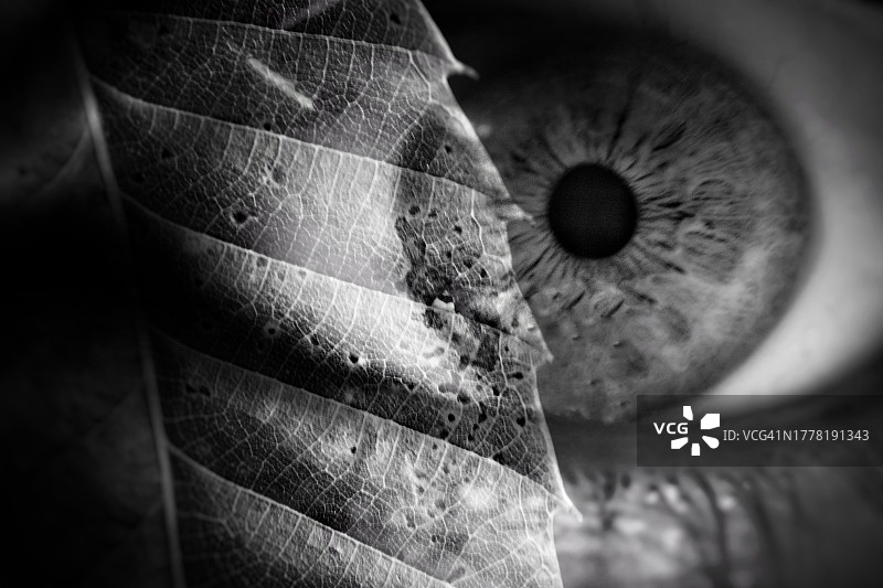 带有覆盖树叶的人眼，抽象图像图片素材