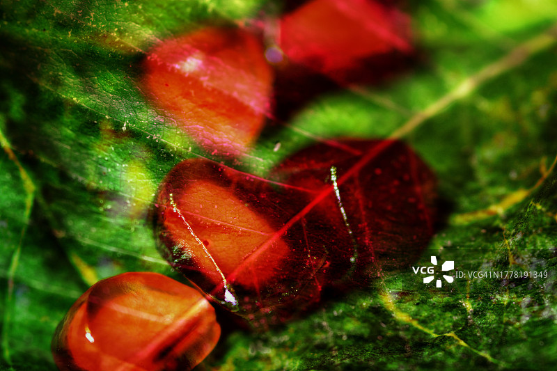 绿叶上的石榴果实抽象背景图片素材