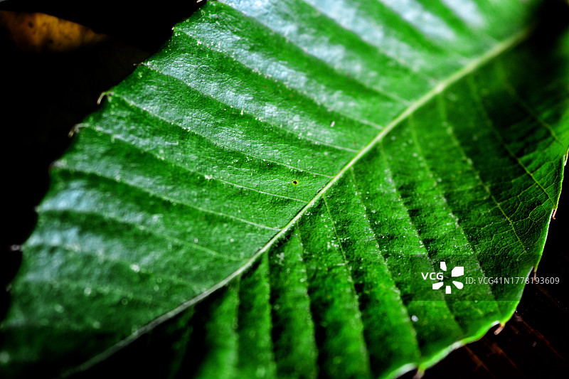 绿叶深色背景图片素材