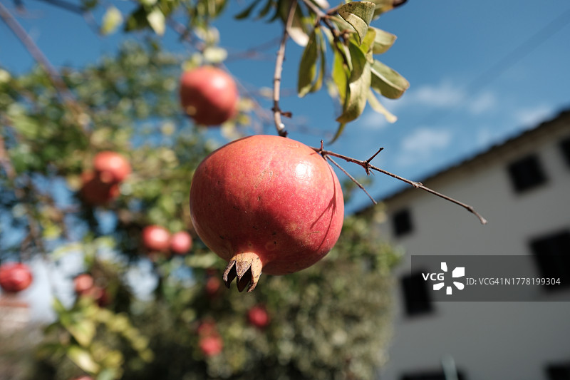 挂在树枝上的石榴，背景房屋外墙图片素材