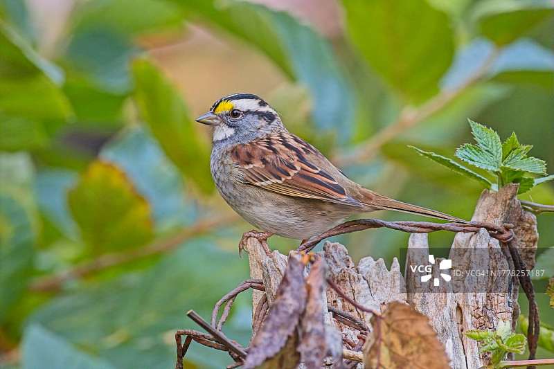 White-throated麻雀图片素材