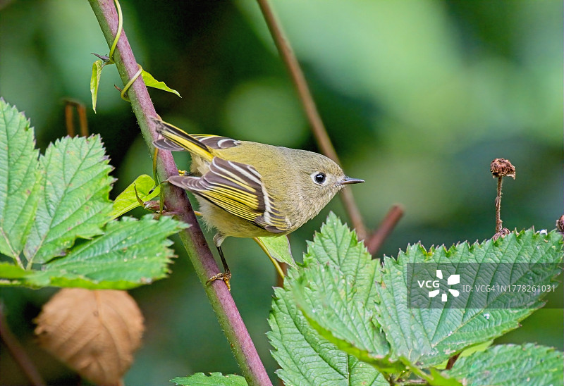 戴菊鸟图片素材