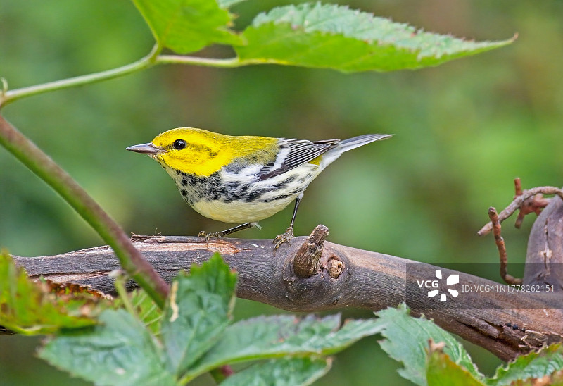 黑喉绿莺图片素材