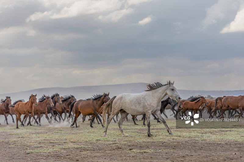 成群的野马图片素材